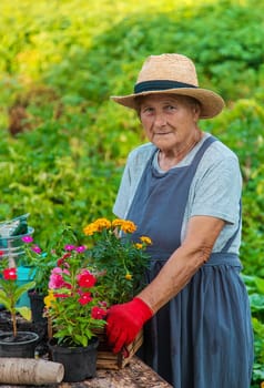 Senior woman is planting flowers in the garden. Selective focus. People.