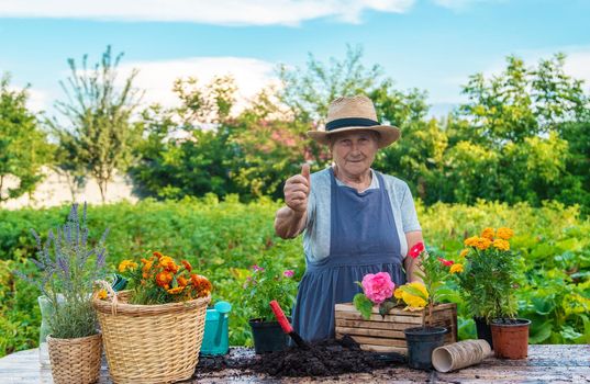 Senior woman is planting flowers in the garden. Selective focus. People.