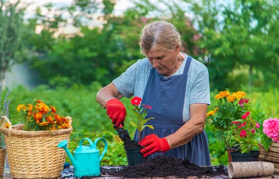 Senior woman is planting flowers in the garden. Selective focus. People.