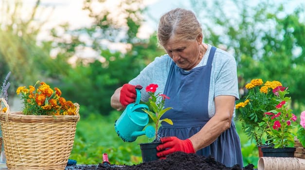 Senior woman is planting flowers in the garden. Selective focus. People.