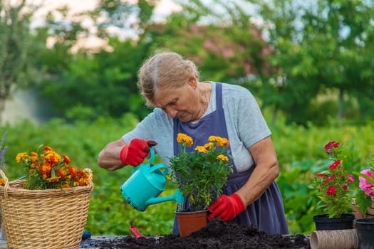 Senior woman is planting flowers in the garden. Selective focus. People.