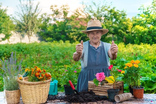 Senior woman is planting flowers in the garden. Selective focus. People.