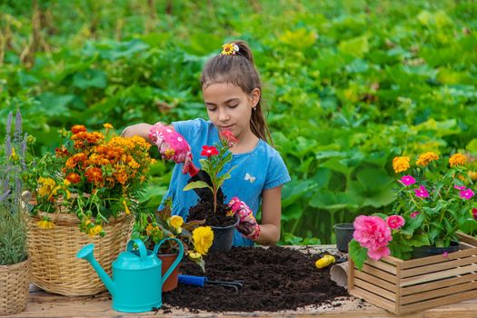 The child is planting flowers in the garden. Selective focus. Kid.