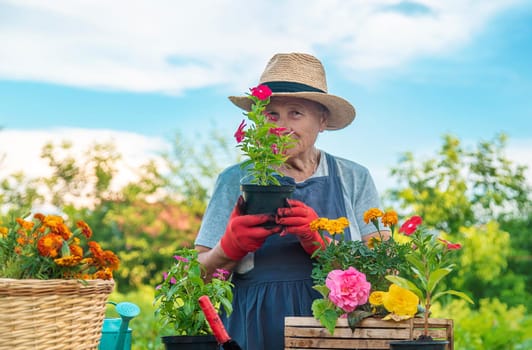 Senior woman is planting flowers in the garden. Selective focus. People.