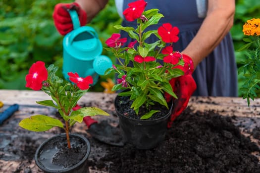 Senior woman is planting flowers in the garden. Selective focus. People.