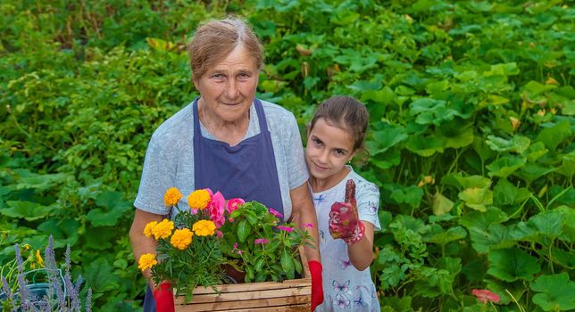 Women grandmother and granddaughter are planting flowers in the garden. Selective focus. People.