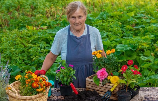 Senior woman is planting flowers in the garden. Selective focus. People.