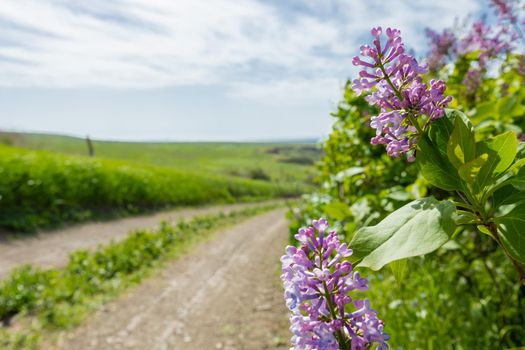 Wild lilacs at the edge of the road. The road along the seashore. Seascape.