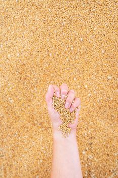 A male farmer checks the quality of wheat grain after harvest. A farm worker touches wheat grains to make sure the crop is in good condition. Agriculture, business, harvest, vertical photo