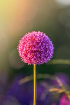 Allium flowers growing in the garden. Purple allium flowers. Round purple flowers look like a ball. Blooming onion