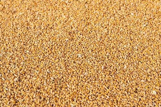 Background grain of ripe wheat after harvest. Rural economy. Background, place for an inscription