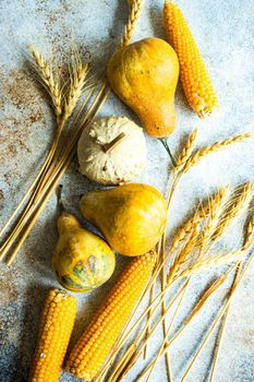 Raw pumpkin, corn and wheat ears as a autumnal harvest concept on the concrete background