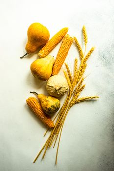 Raw pumpkin, corn and wheat ears as a autumnal harvest concept on the concrete background