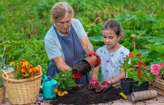 Women grandmother and granddaughter are planting flowers in the garden. Selective focus. People.