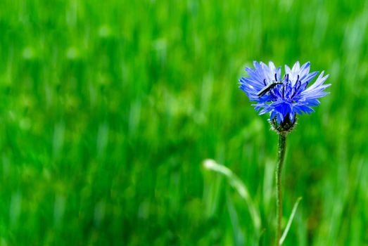 Blue cornflower in the field on a green background. High quality photo