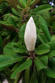 A huge bud of white magnolia on a branch surrounded by green leaves close up
