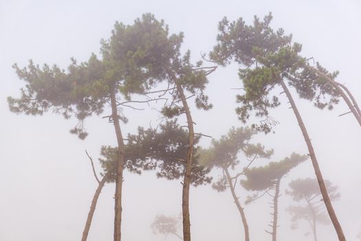 Pine trees in a coniferous grove in the fog in the early morning