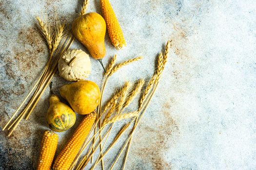 Raw pumpkin, corn and wheat ears as a autumnal harvest concept on the concrete background