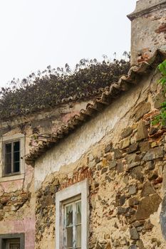 Old abandoned house with succulents on a tiled roof