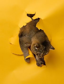 Adult gray Scottish straight cat peeks out of a hole in a yellow paper background. 