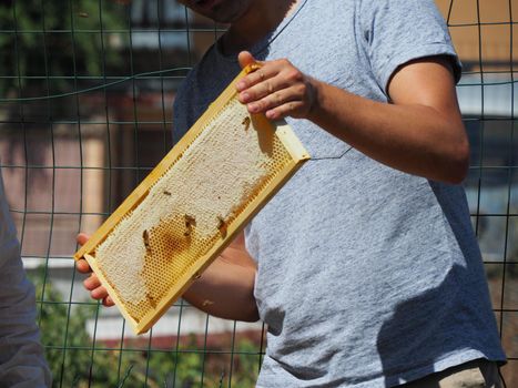 Beekeeper working with bees and beehives on the apiary. Beekeeping concept. Beekeeper harvesting honey Beekeeper on apiary.