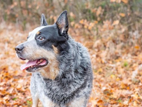 Smart working breed dog playing in the leaves. Real friend