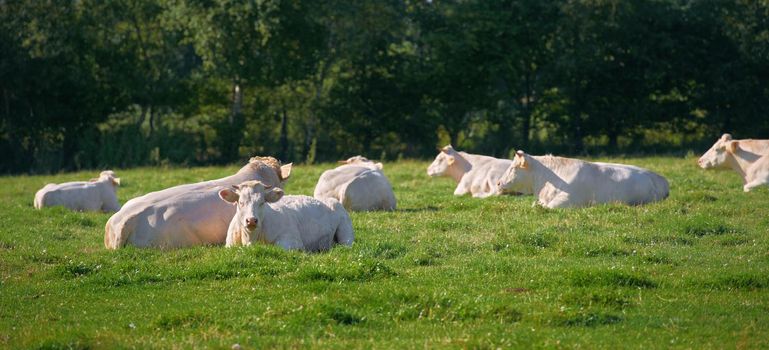 Cows - brown and white. Brown and white cows standing in farm pasture