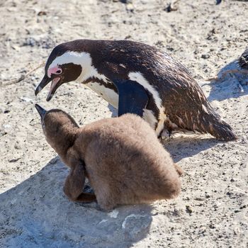 Penguin with chick. Black-footed penguin at Boulders Beach, South Africa