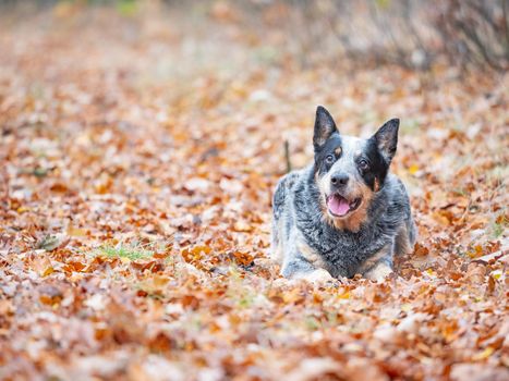 Young blue heeler dog playing with leaves in autumn. Happy healthy dog.