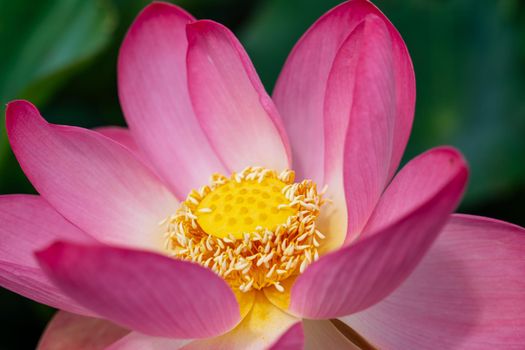 A pink lotus flower sways in the wind. Against the background of their green leaves. Lotus field on the lake in natural environment