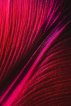 Abstract plants color are red. Beautiful plant minimal in neon light. Background pattern for design. macro photography.