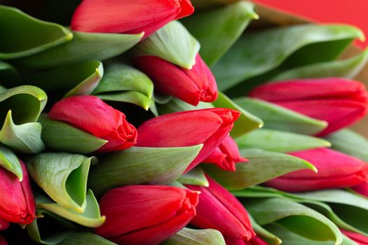 Red tulips lie on a red background. Fresh bunch of flowers.