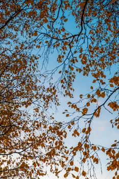 yellow autumn leaves on trees. Branches of trees against the sky. High quality photo