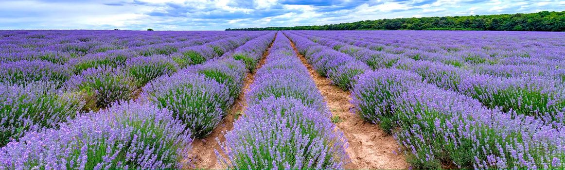 scented  lavender flowers blooming in endless rows. Panoramic view