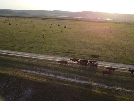 Flying over a small herd of cattle cows walking uniformly down farm road on the hill. Black, brown and spotted cows. Top down aerial view of the countryside on a sping sunset. Idyllic rural landscape