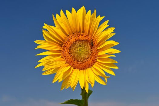 Beautiful yellow flowers - sunflowers in nature with blue sky. Summer background.