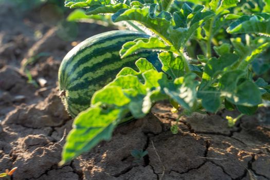 Watermelon grows on a green watermelon plantation in summer. Agricultural watermelon field