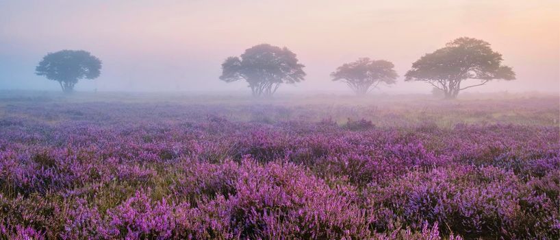 Zuiderheide National park Veluwe, purple pink heather in bloom, blooming heater on the Veluwe by Laren Hilversum Netherlands, blooming heather fields