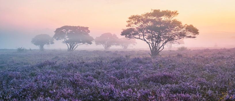 Zuiderheide National park Veluwe, purple pink heather in bloom, blooming heater on the Veluwe by Laren Hilversum Netherlands, blooming heather fields