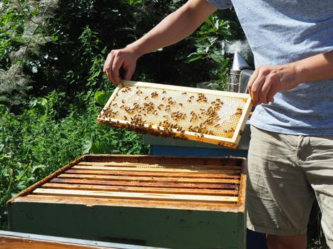 Beekeeper working with bees and beehives on the apiary. Beekeeping concept. Beekeeper harvesting honey Beekeeper on apiary.
