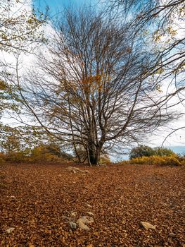 A carpet of autumn leaves in front of a large tree with many dry branches