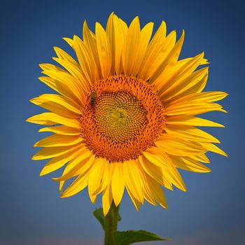 Beautiful yellow flowers - sunflowers in nature with blue sky. Summer background.