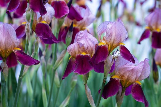 Perennial rhizome of the iris family. Beautiful summer flower. Home garden, flowerbed. Iris. Solar. Luxurious purple flower.