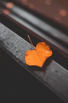 Autumn leaf on the bench. Autumn. Autumn article. Nature