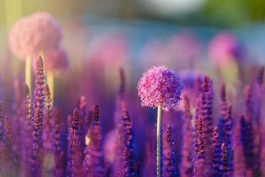 Allium flowers growing in the garden. Purple allium flowers. Round purple flowers look like a ball. Blooming onion