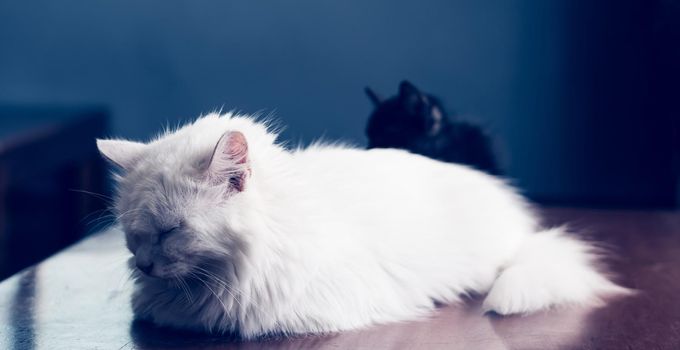 BANNER photo white fluffy long hair cat lie sleeping close eyes. Black kitten hide background. Animals care, friendship, relationship problems, sad calm mood rest time home sweetness kindness evening.
