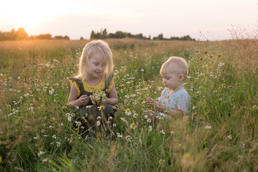 A little boy and a girl are picking flowers in a chamomile field. The concept of walking in nature, freedom and a healthy lifestyle.