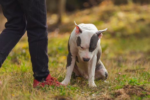 Bull Terrier puppy sits with open mouth on the playground