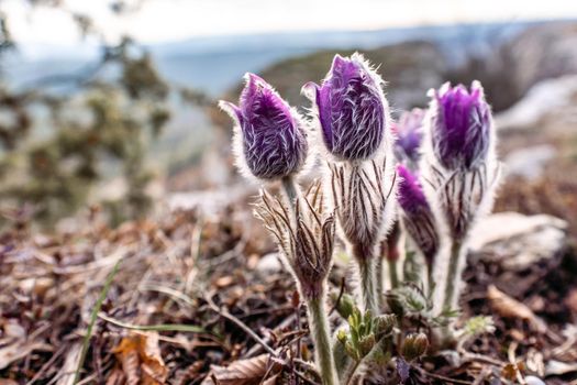 Dream-the beautiful grass Pulsatilla patens blooms in the spring in the mountains. The golden hue of the setting sun. Atmospheric spring background. Delicate, fragile flowers in selective focus at sunset