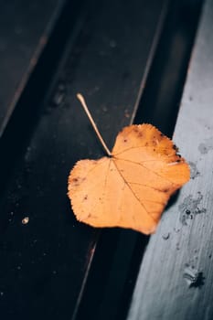 Autumn leaf on the bench. Autumn. Autumn article. Nature